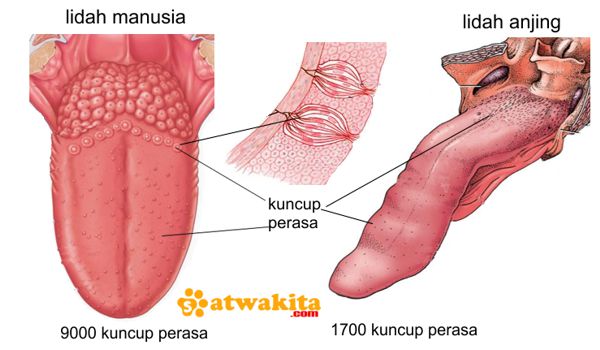 beda lidah anjing dan manusia dalam menilai makanan