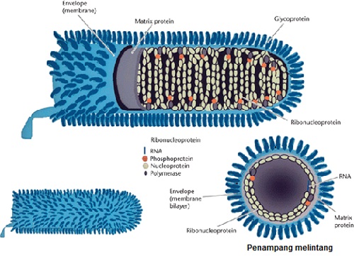 struktur virus rabies