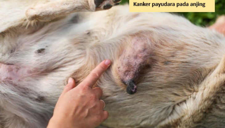 Kanker payudara pada anjing