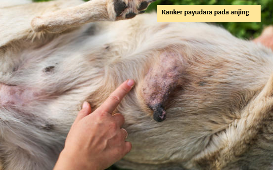 Kanker payudara pada anjing