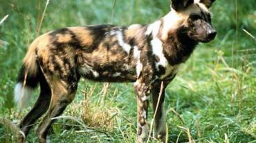 asal usul anjing, anjing afrika