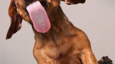 lidah anjing dan manusia