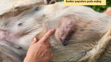 Kanker payudara pada anjing