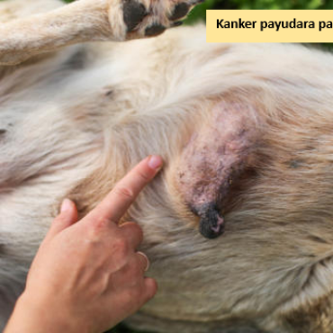 Kanker payudara pada anjing