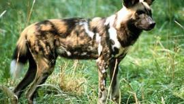 asal usul anjing, anjing afrika