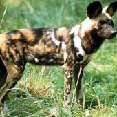 asal usul anjing, anjing afrika