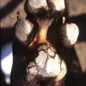 bantalan kaki keras, penyakit distemper pada anjing