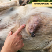 Kanker payudara pada anjing